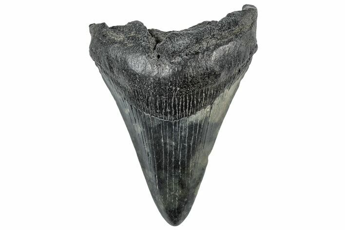 Fossil Megalodon Tooth - South Carolina #306271